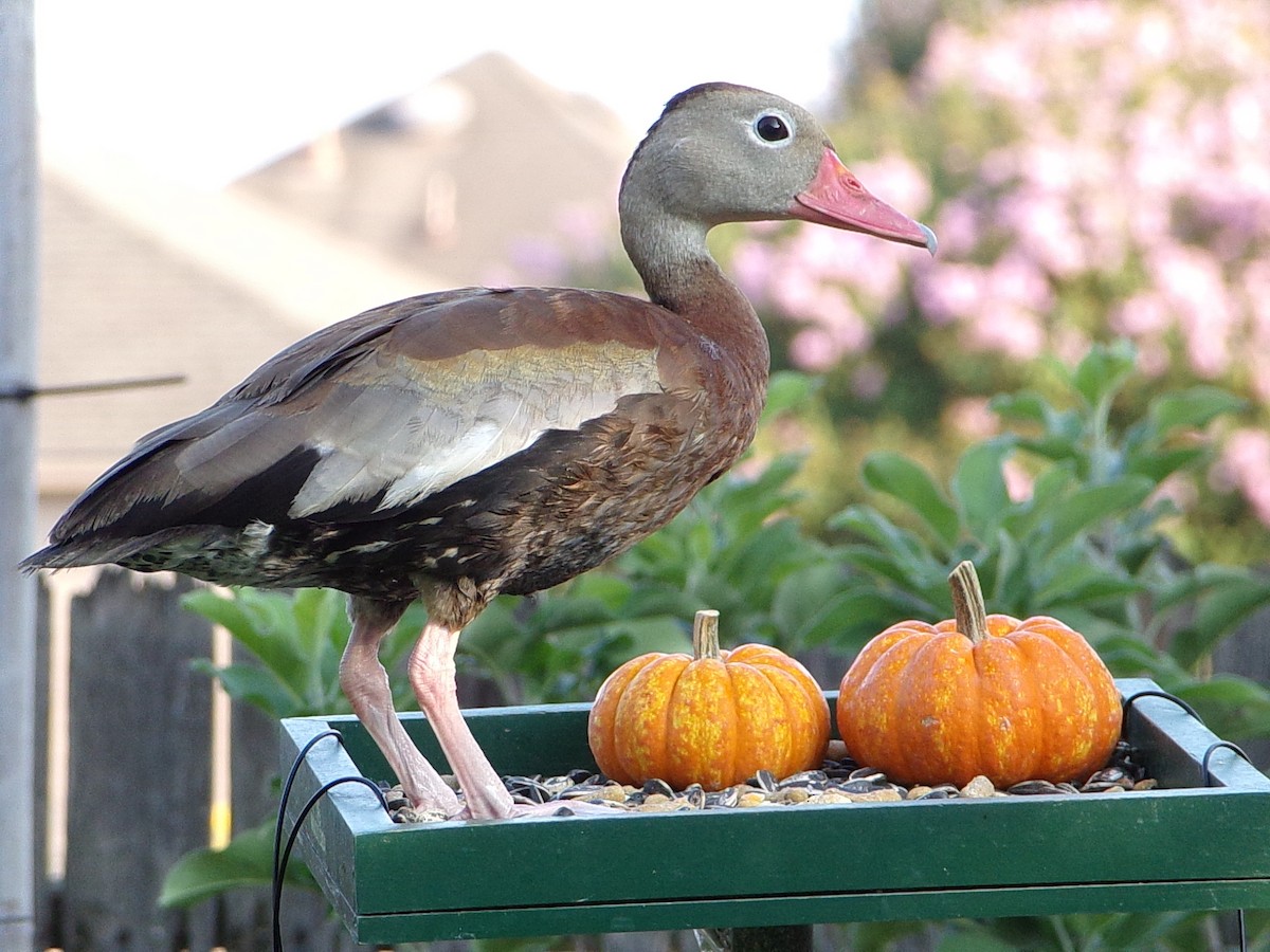 Black-bellied Whistling-Duck - ML642067999