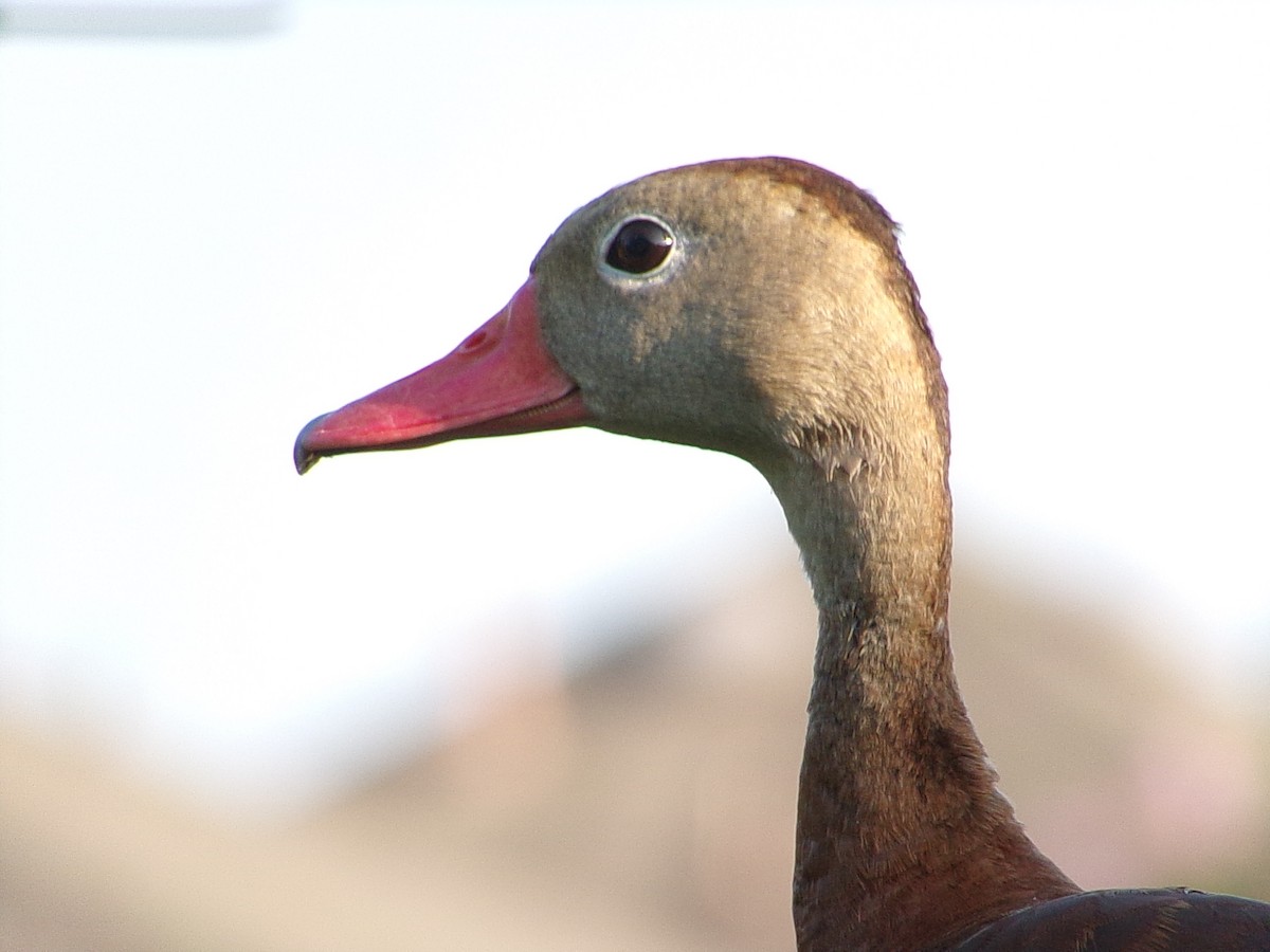 Black-bellied Whistling-Duck - ML642068001