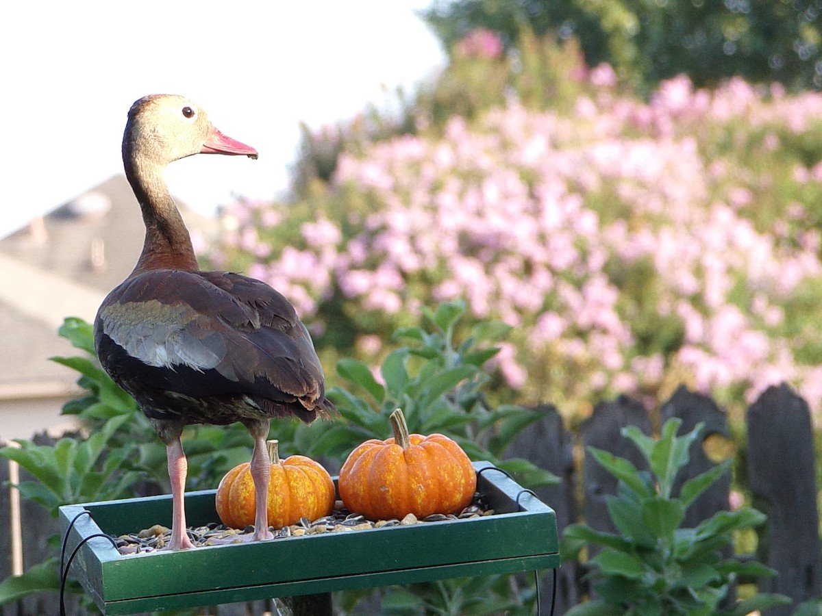Black-bellied Whistling-Duck - ML642068002