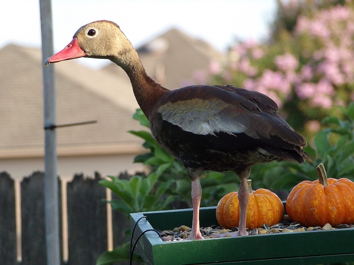 Black-bellied Whistling-Duck - ML642068003