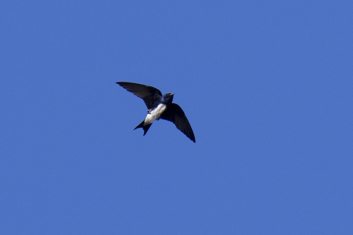 Caribbean Martin - ML642068045