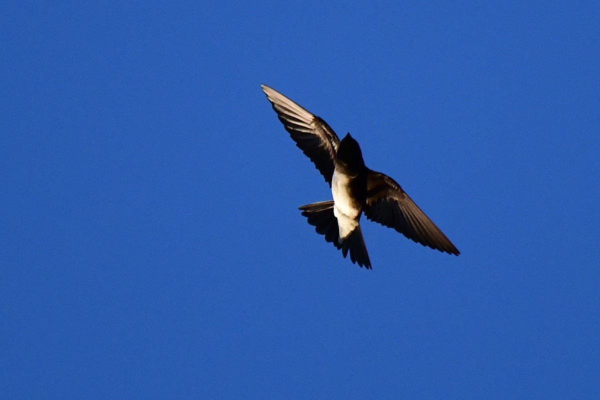 Caribbean Martin - ML642068048