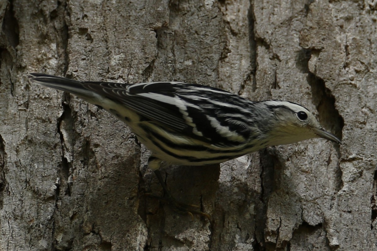 Black-and-white Warbler - ML642068050
