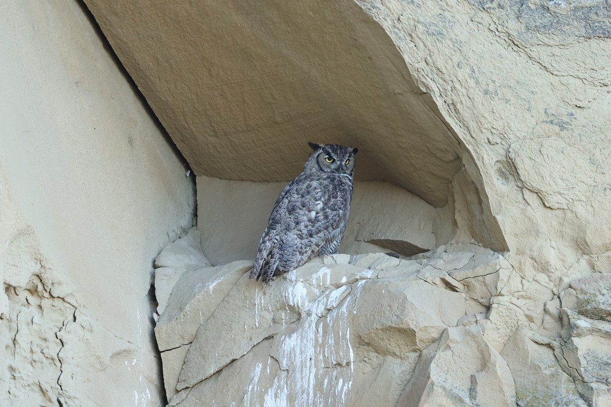 Great Horned Owl - ML642068051