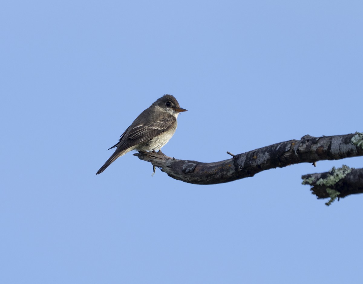 Hellbauch-Schnäppertyrann - ML642068052