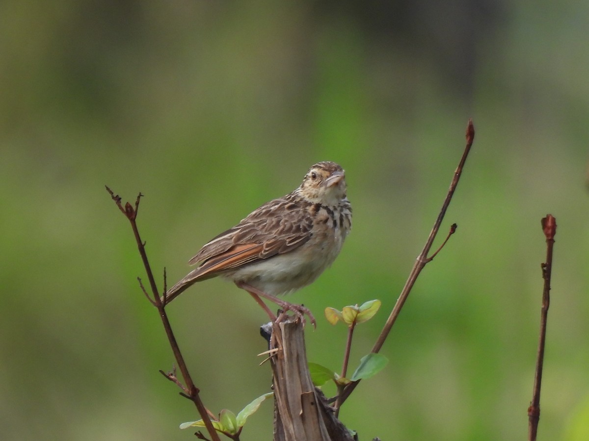 Jerdon's Bushlark - ML642068053