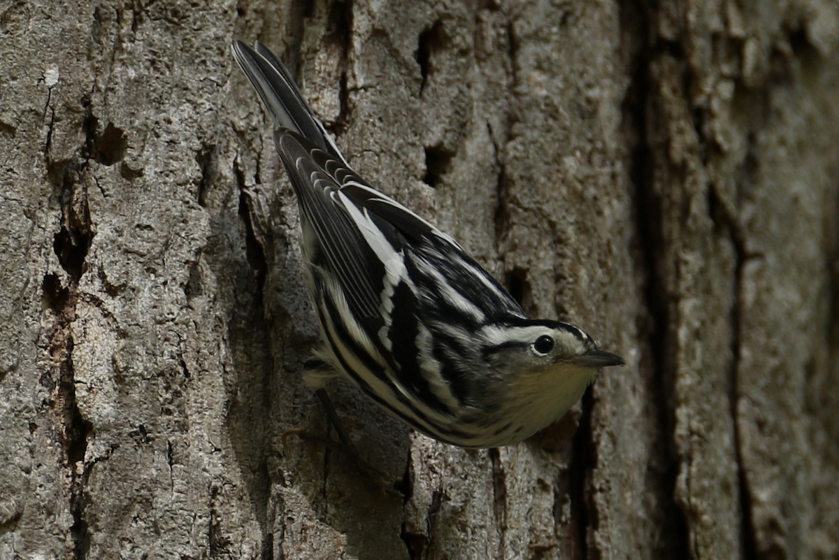 Black-and-white Warbler - ML642068055