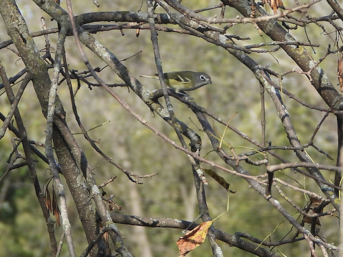 Blue-headed Vireo - ML642068059