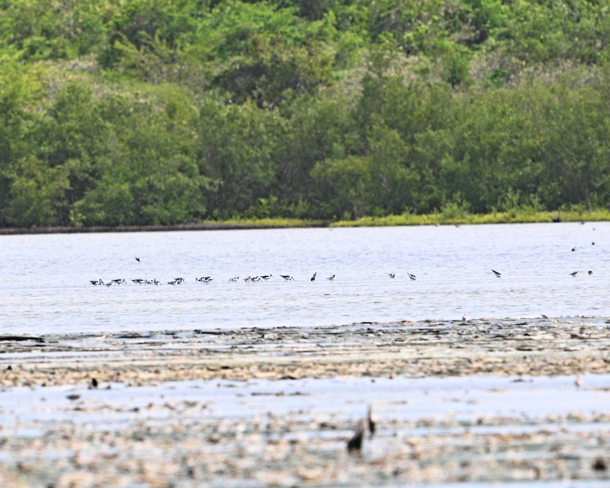 Black-necked Stilt - ML642068060