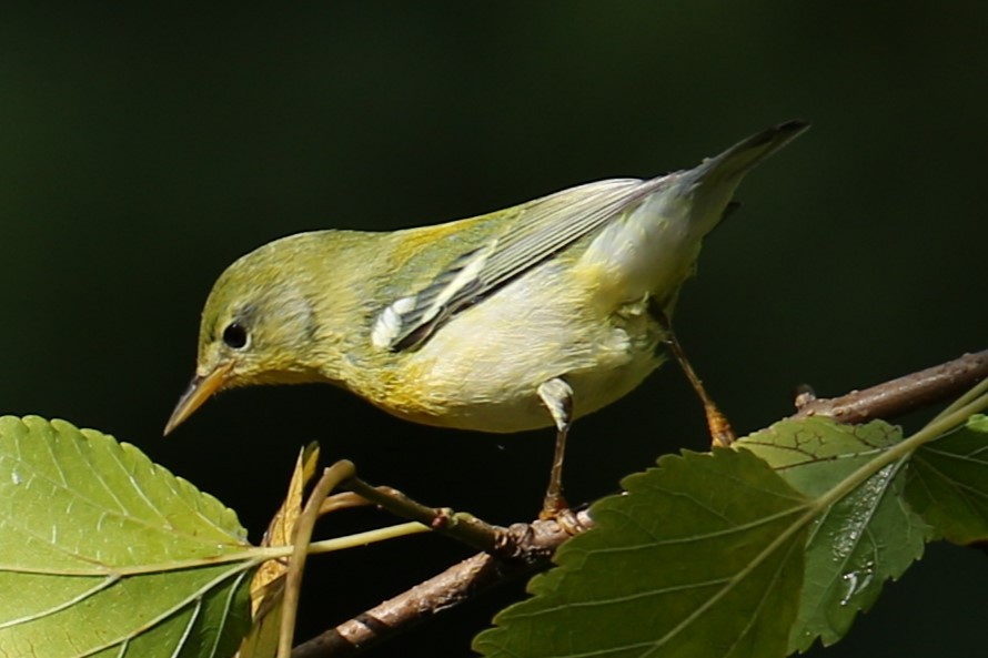 Northern Parula - ML642068061