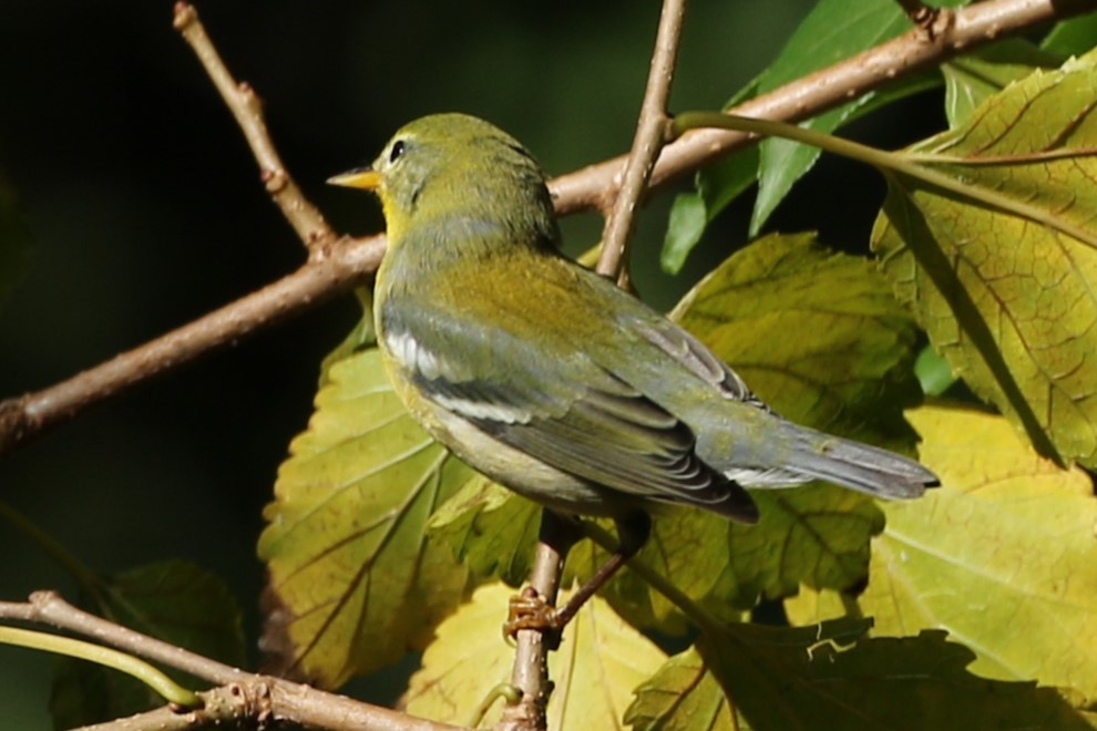 Northern Parula - ML642068092