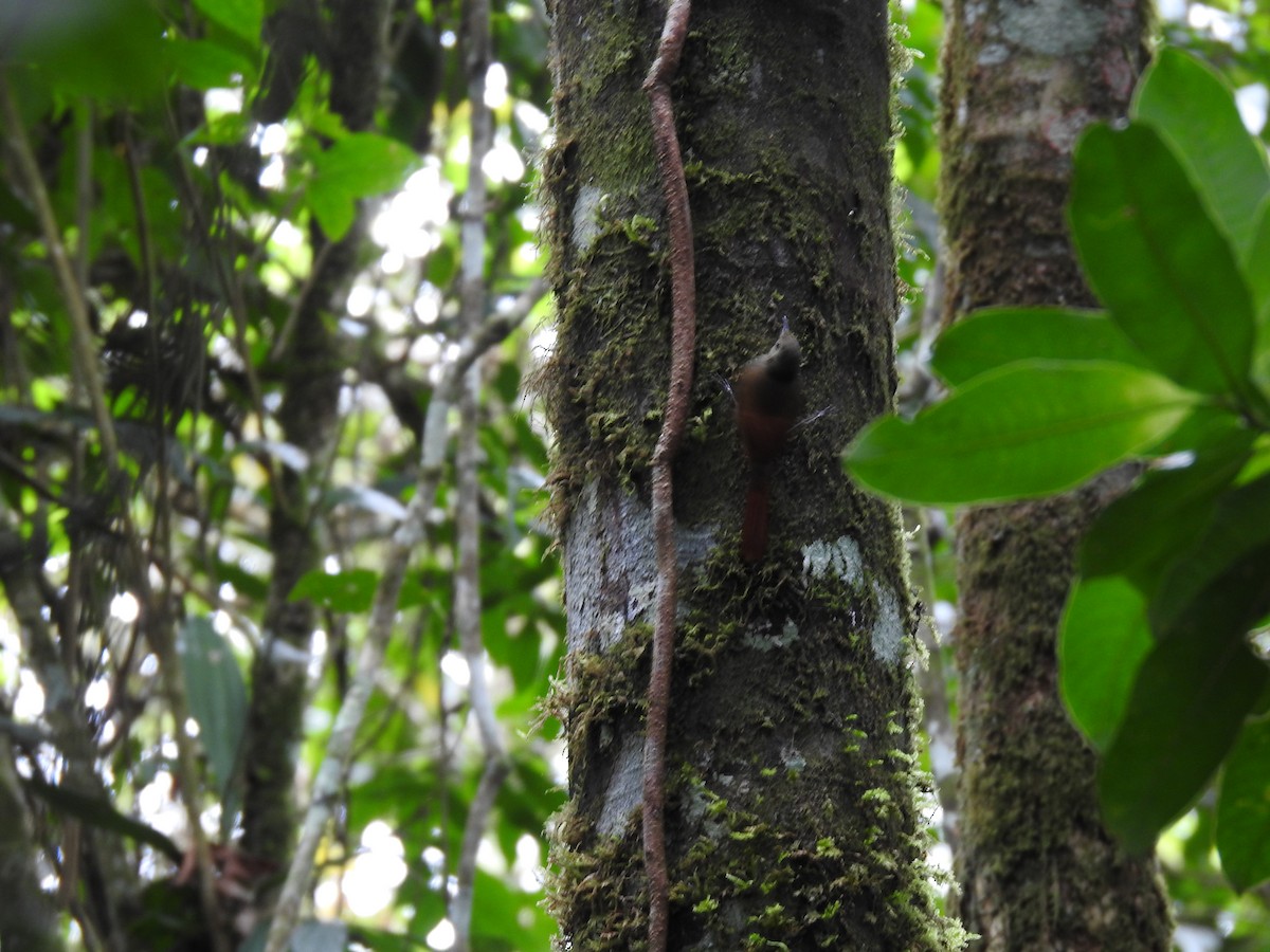 Olivaceous Woodcreeper - ML642068094