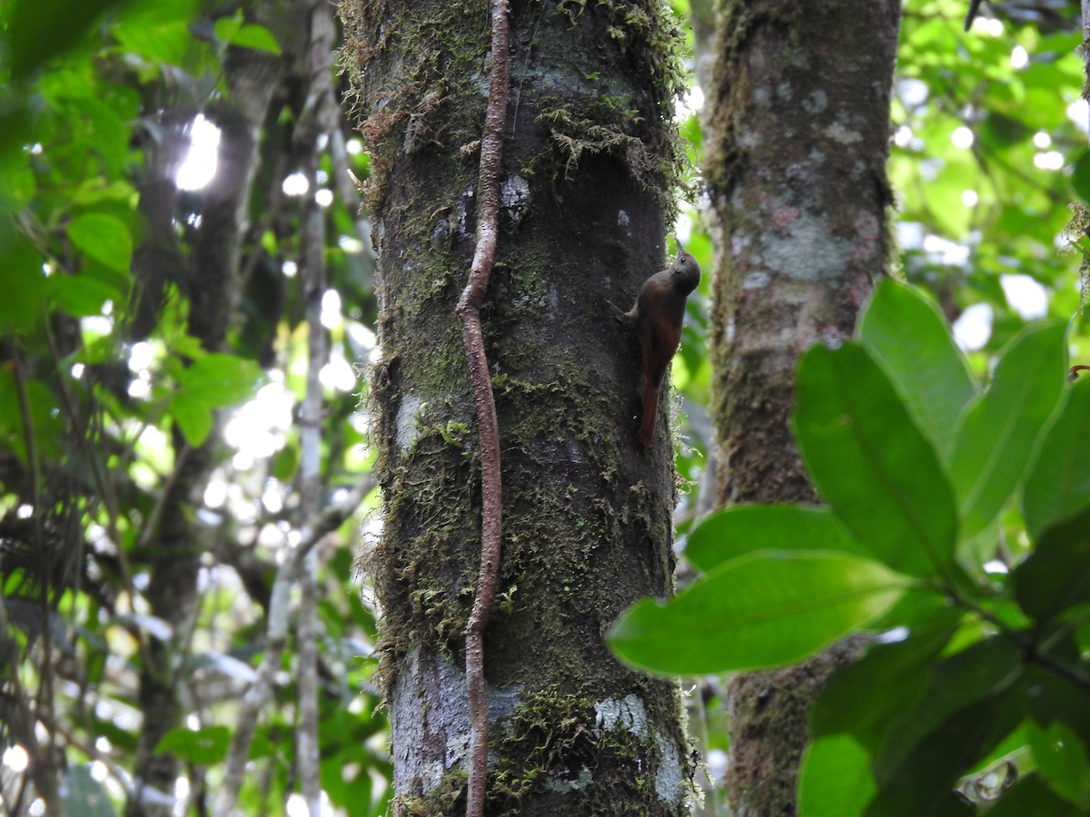 Olivaceous Woodcreeper - ML642068097