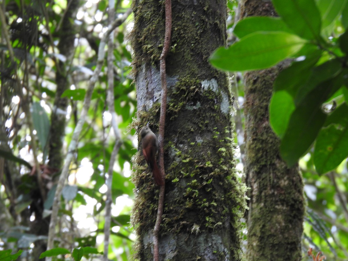 Olivaceous Woodcreeper - ML642068098