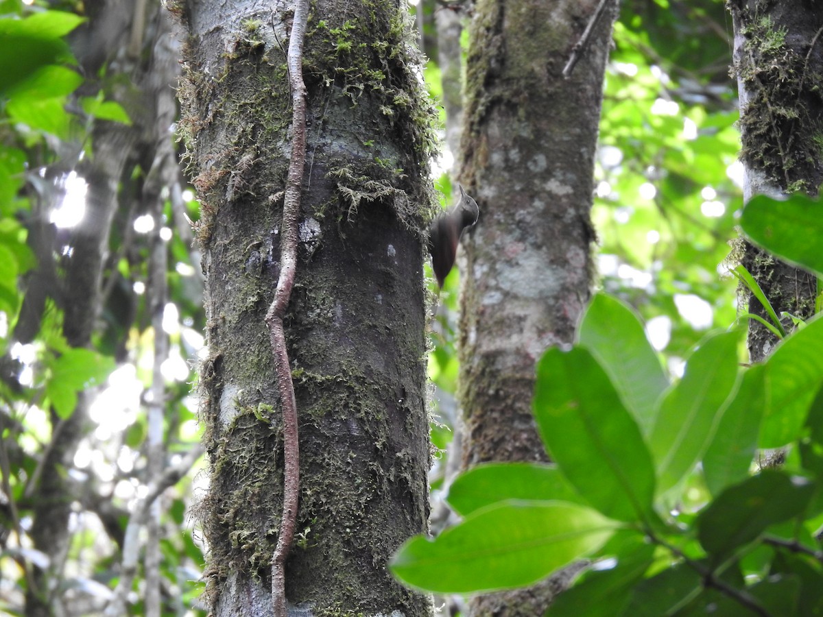 Olivaceous Woodcreeper - ML642068099