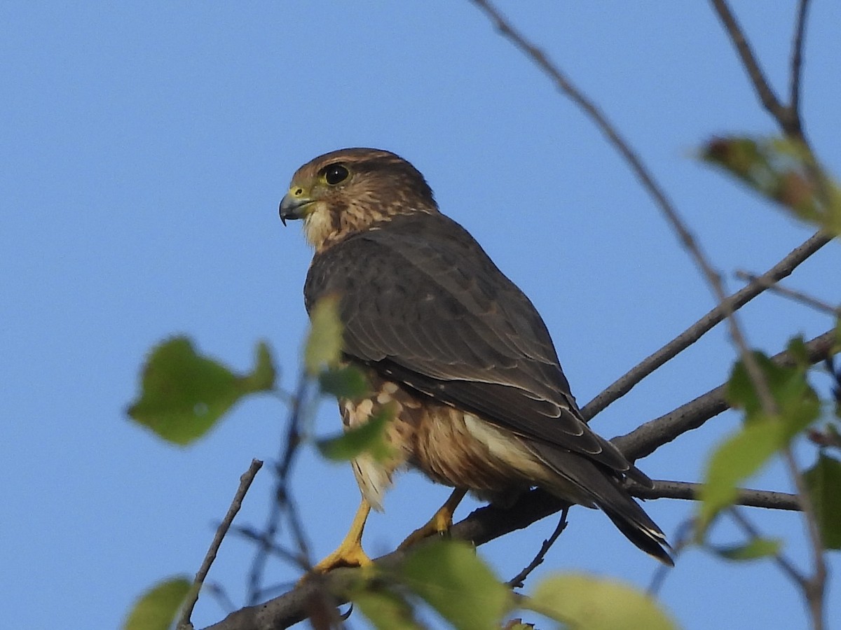 Merlin - ML642068105