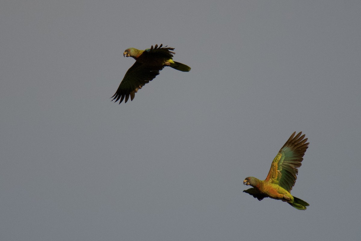 Amazone de Sainte-Lucie - ML642068109