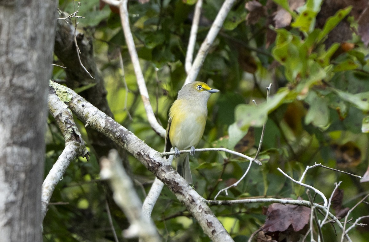 White-eyed Vireo - ML642068112