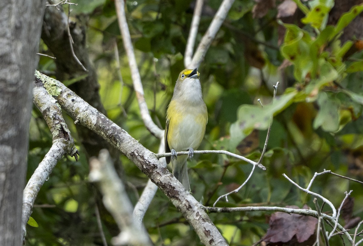 White-eyed Vireo - ML642068114