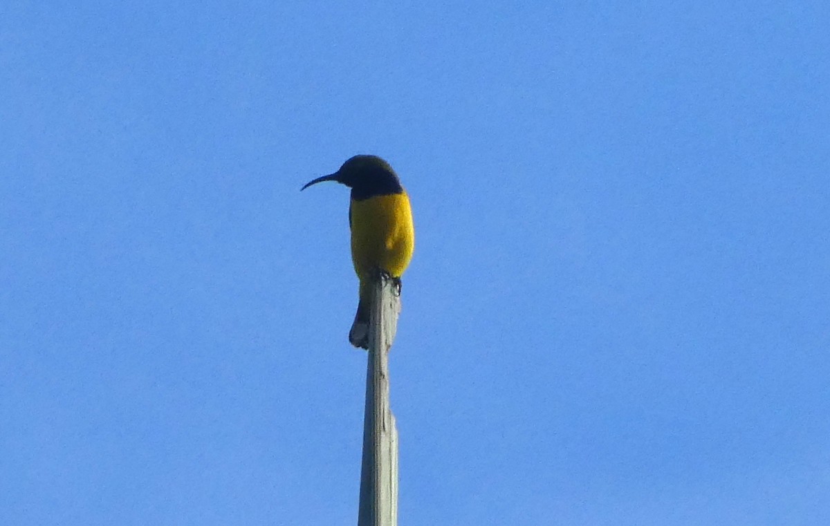 Sahul Sunbird - ML642068115