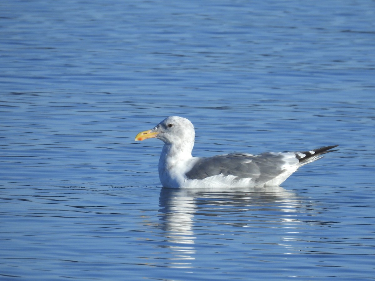 gull sp. - ML642068126