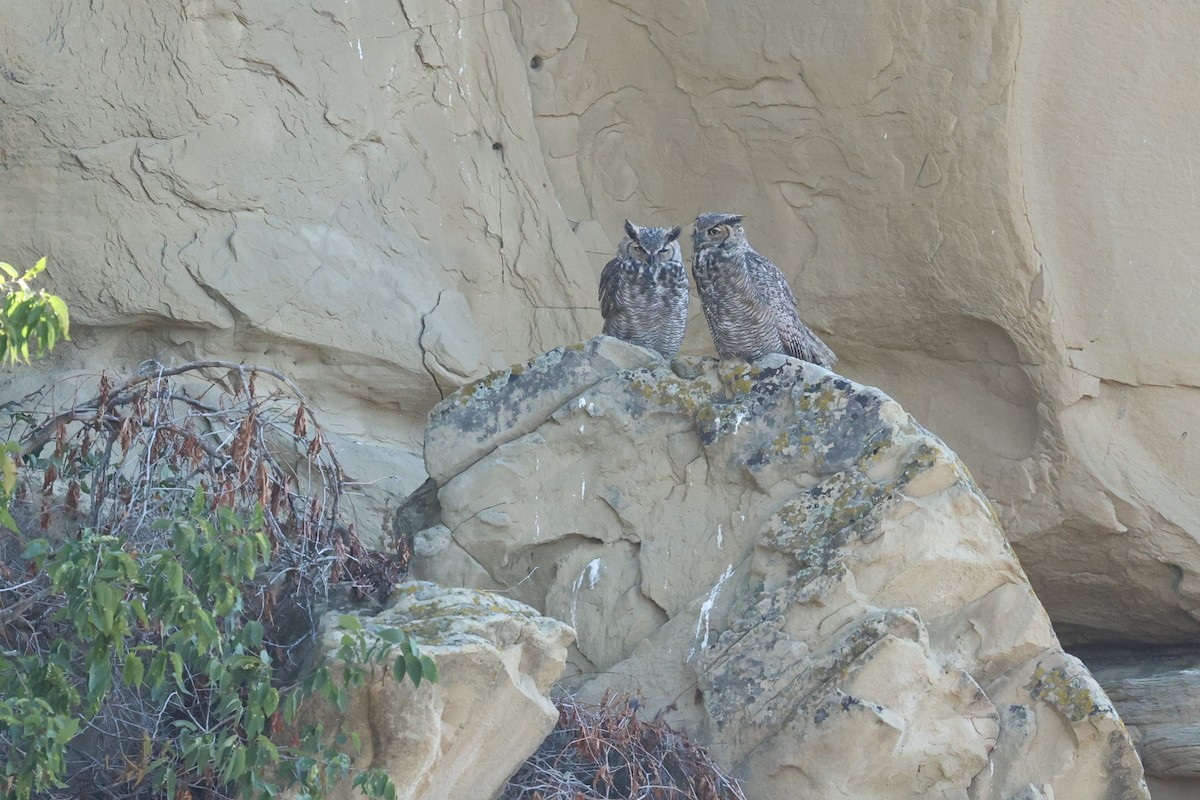 Great Horned Owl - ML642068128