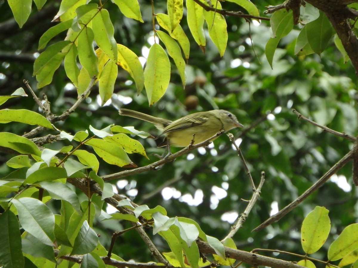 Yellow-olive Flatbill - ML642068131