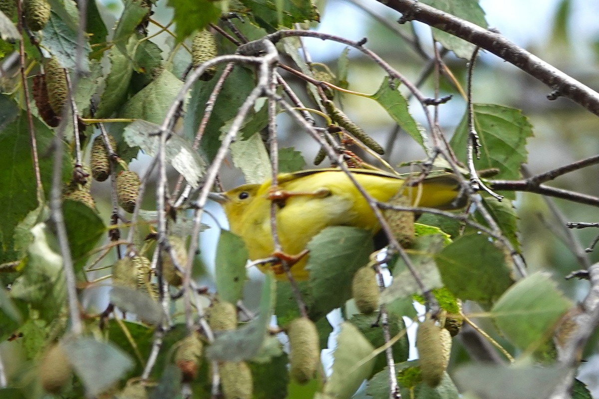 Yellow Warbler - ML642068132