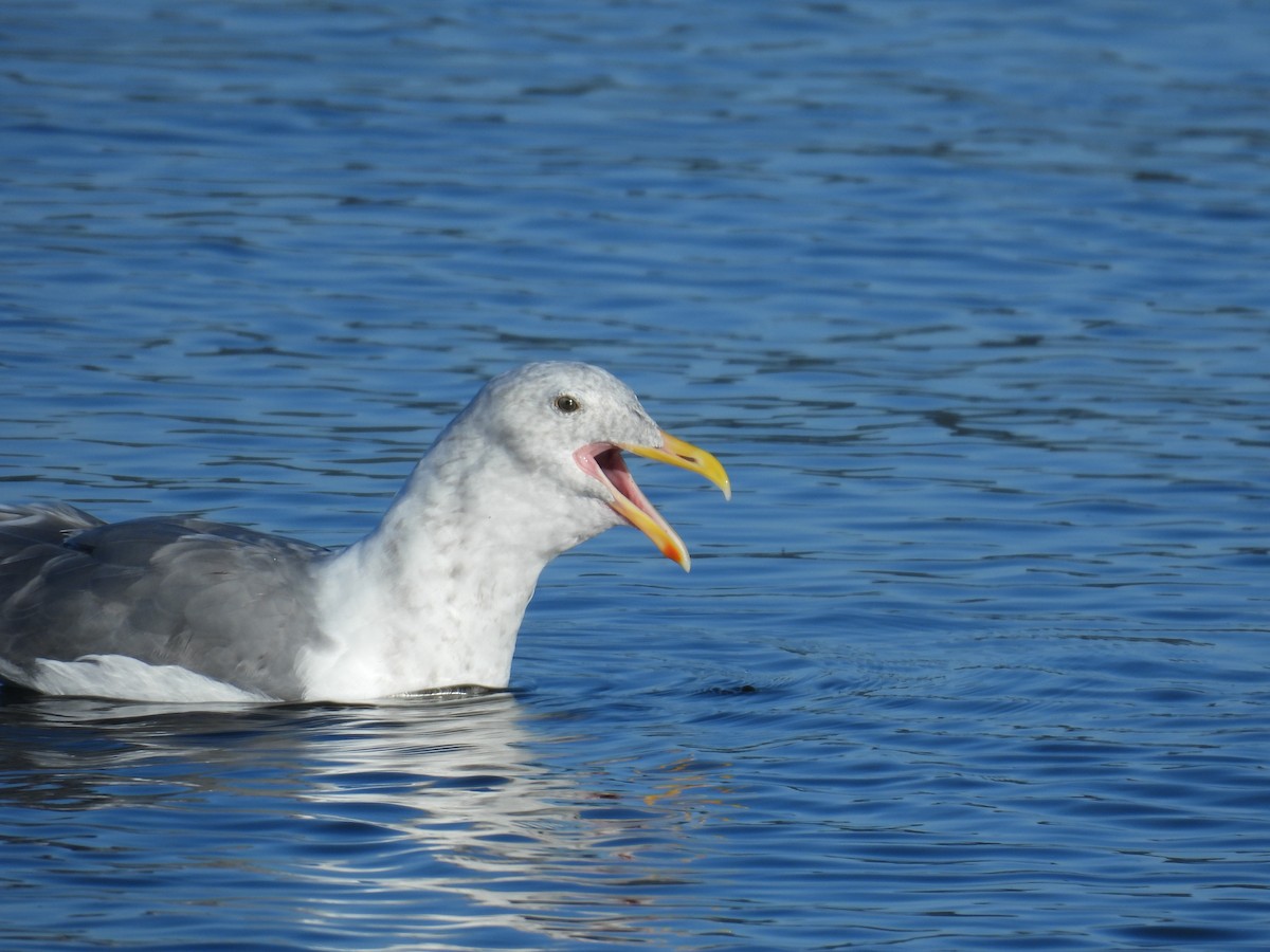 gull sp. - ML642068135