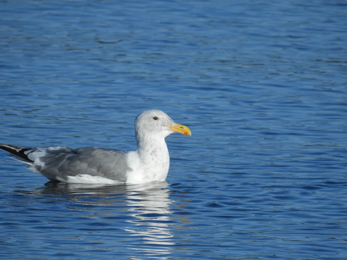 gull sp. - ML642068143