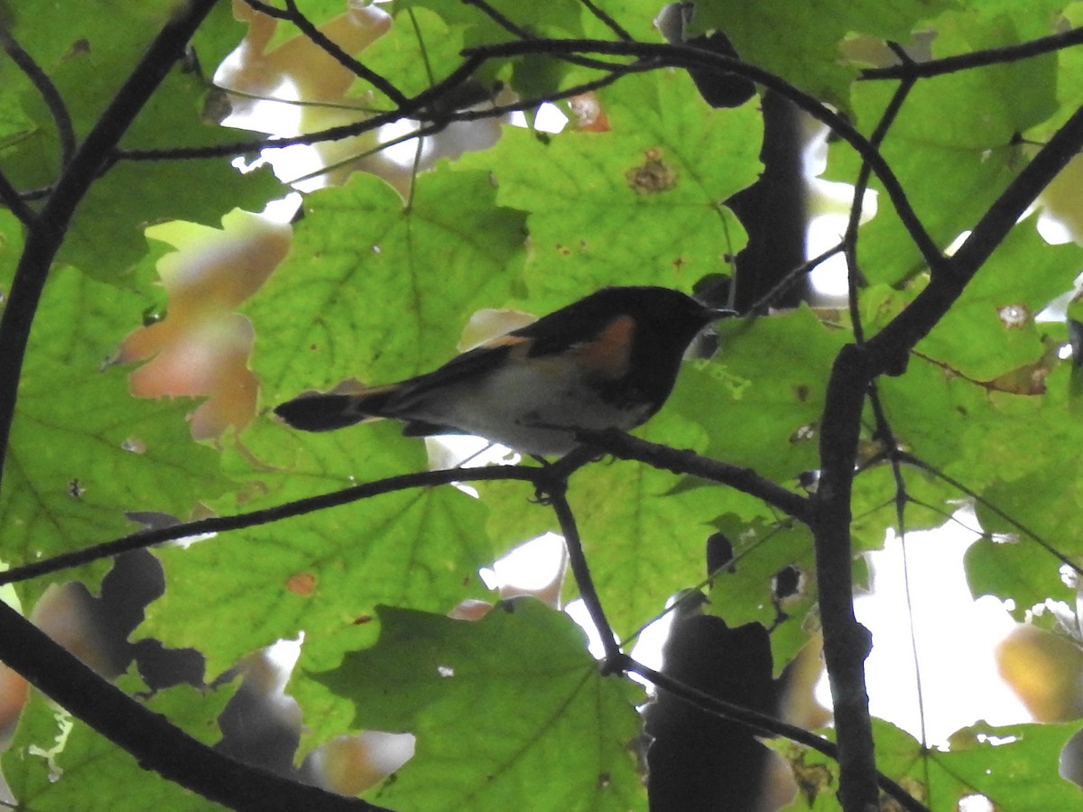 American Redstart - ML642068147