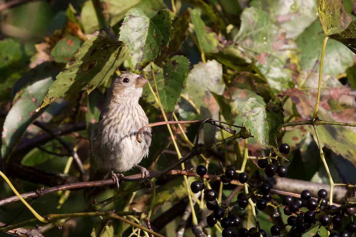 House Finch - ML642068149