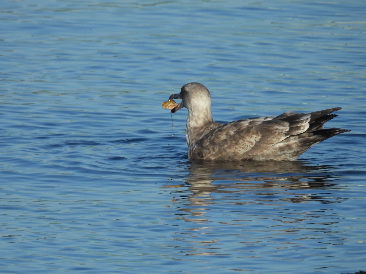gull sp. - ML642068150