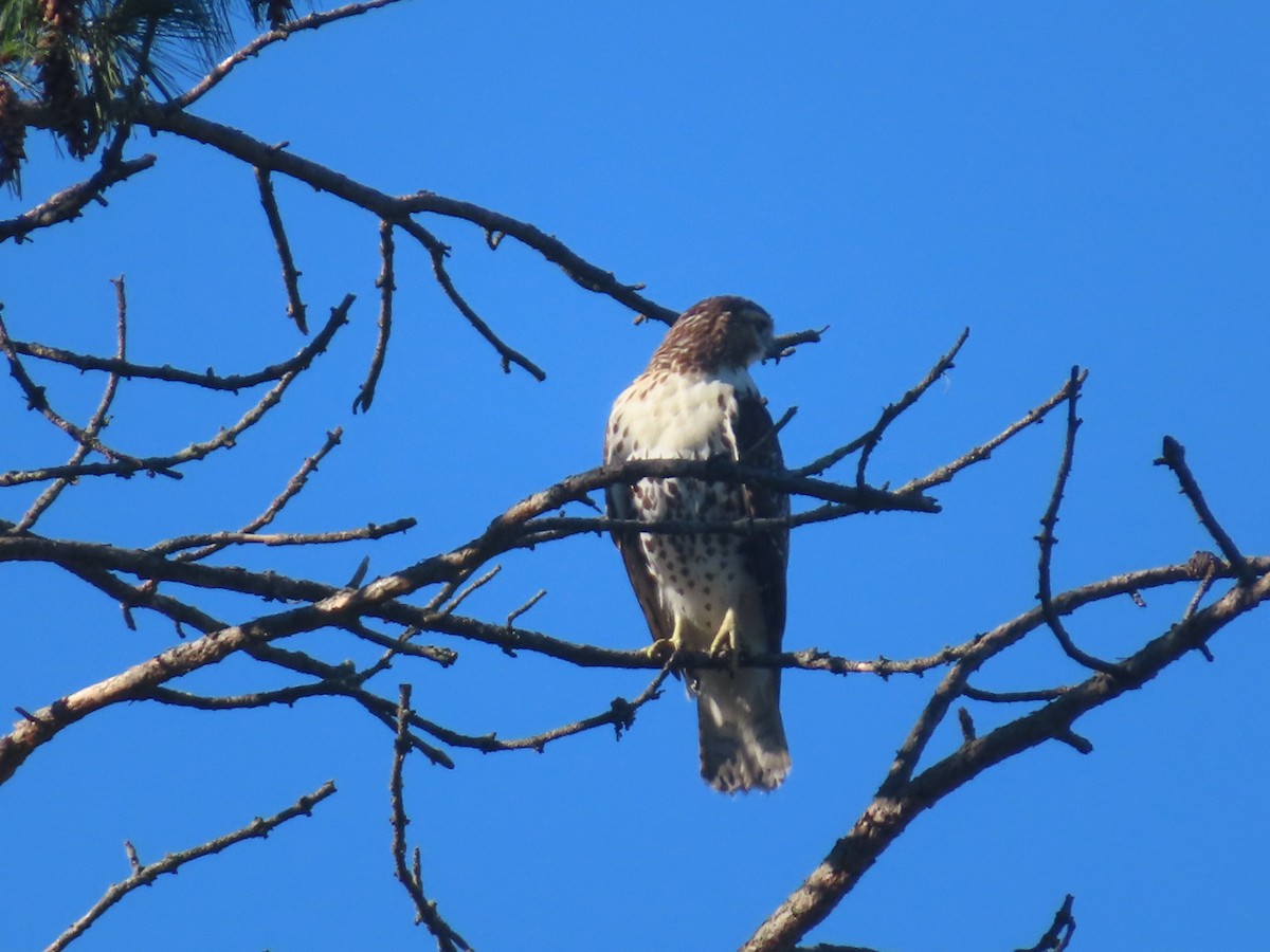 Rotschwanzbussard - ML642068152