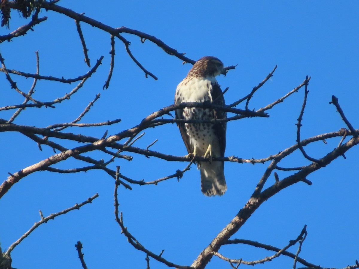 Rotschwanzbussard - ML642068153