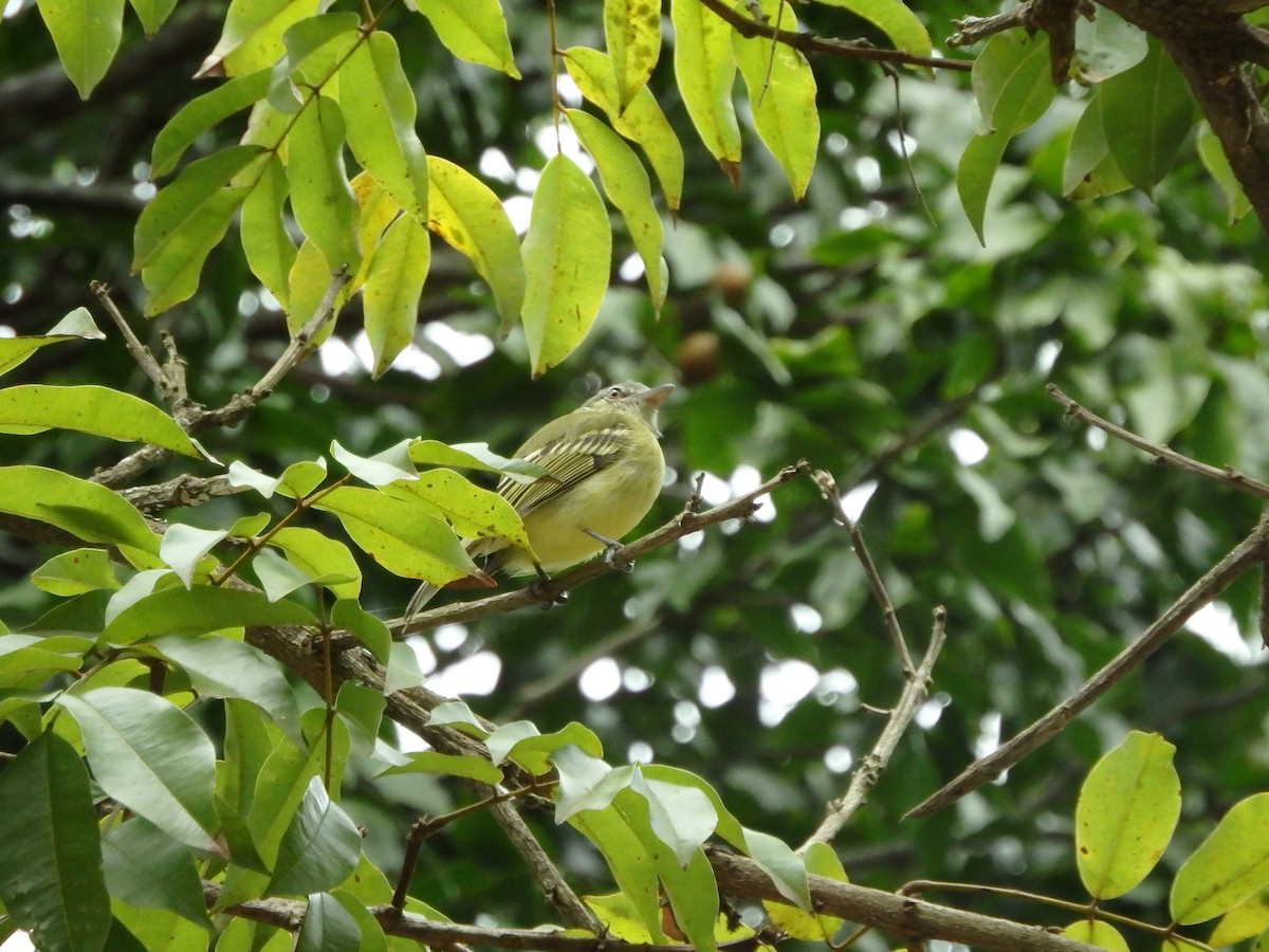 Yellow-olive Flatbill - ML642068157