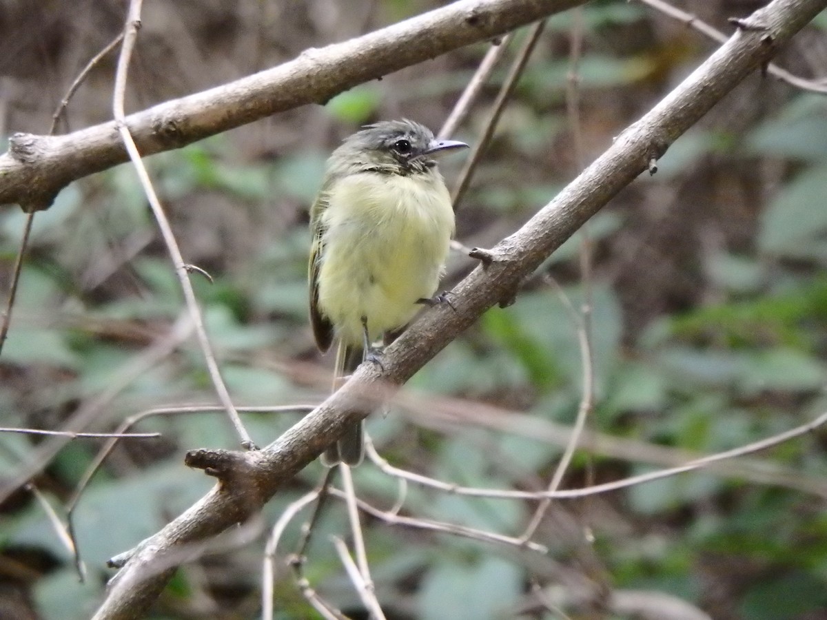 Yellow-olive Flatbill - ML642068173