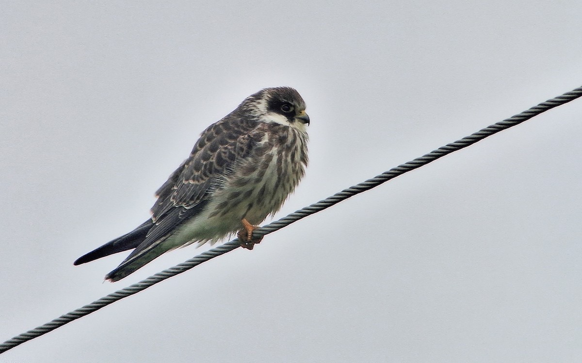 Red-footed Falcon - ML642068194