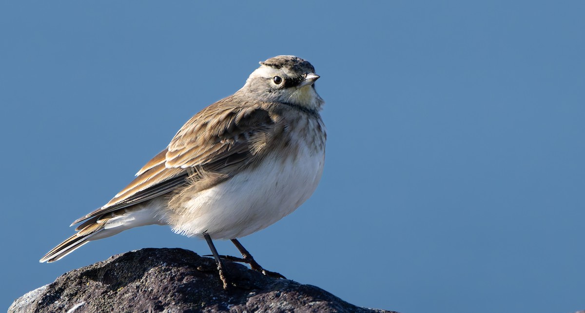 Horned Lark - ML642068231