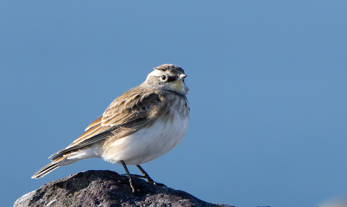 Horned Lark - ML642068234