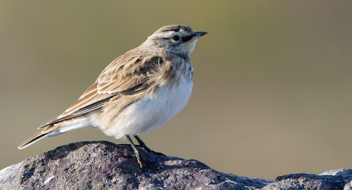 Horned Lark - ML642068235