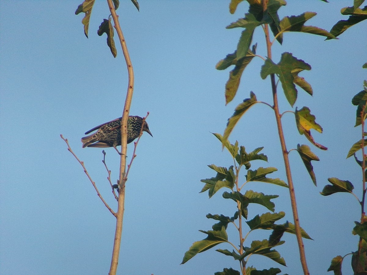 European Starling - ML642068237