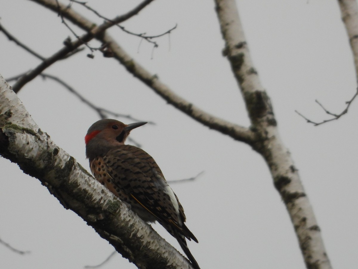 Northern Flicker - ML642068249