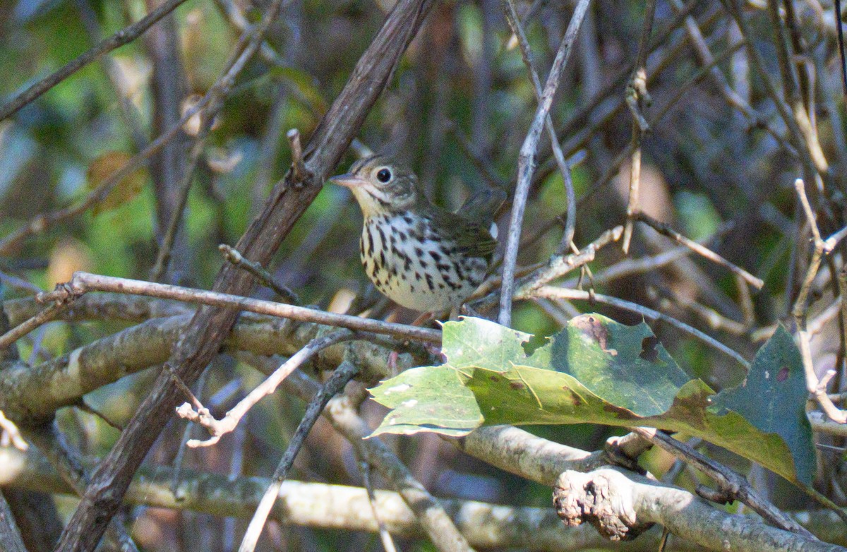 Ovenbird - ML642068254