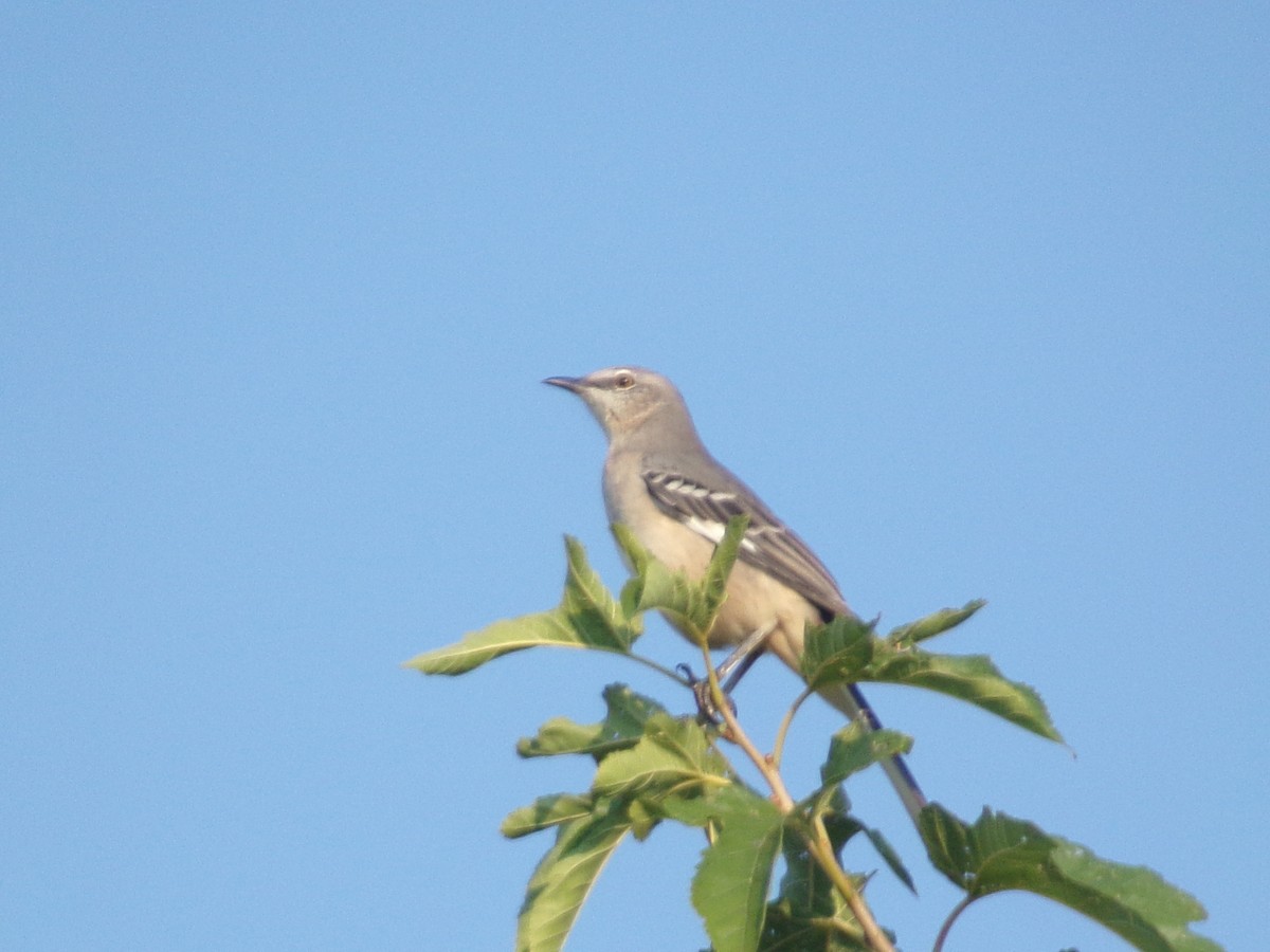 Northern Mockingbird - ML642068255