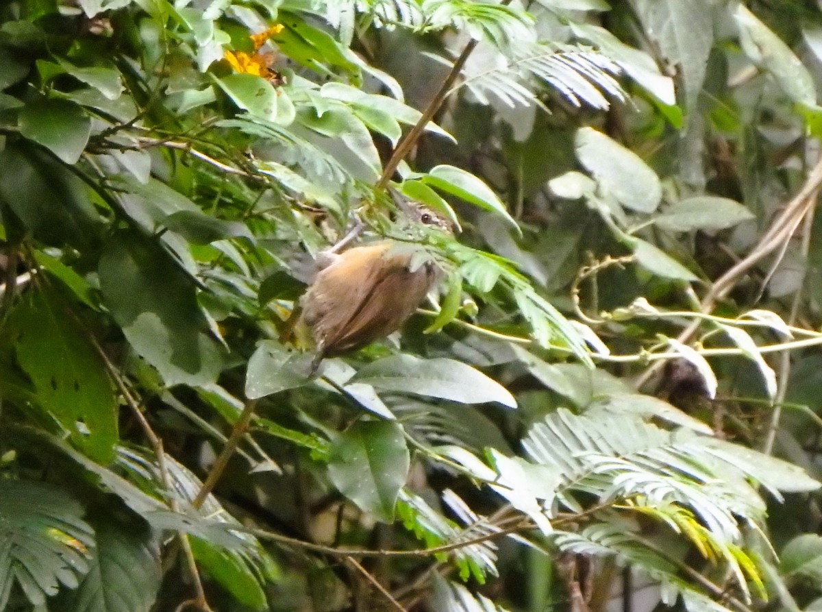 Rufous-breasted Wren - ML642068256