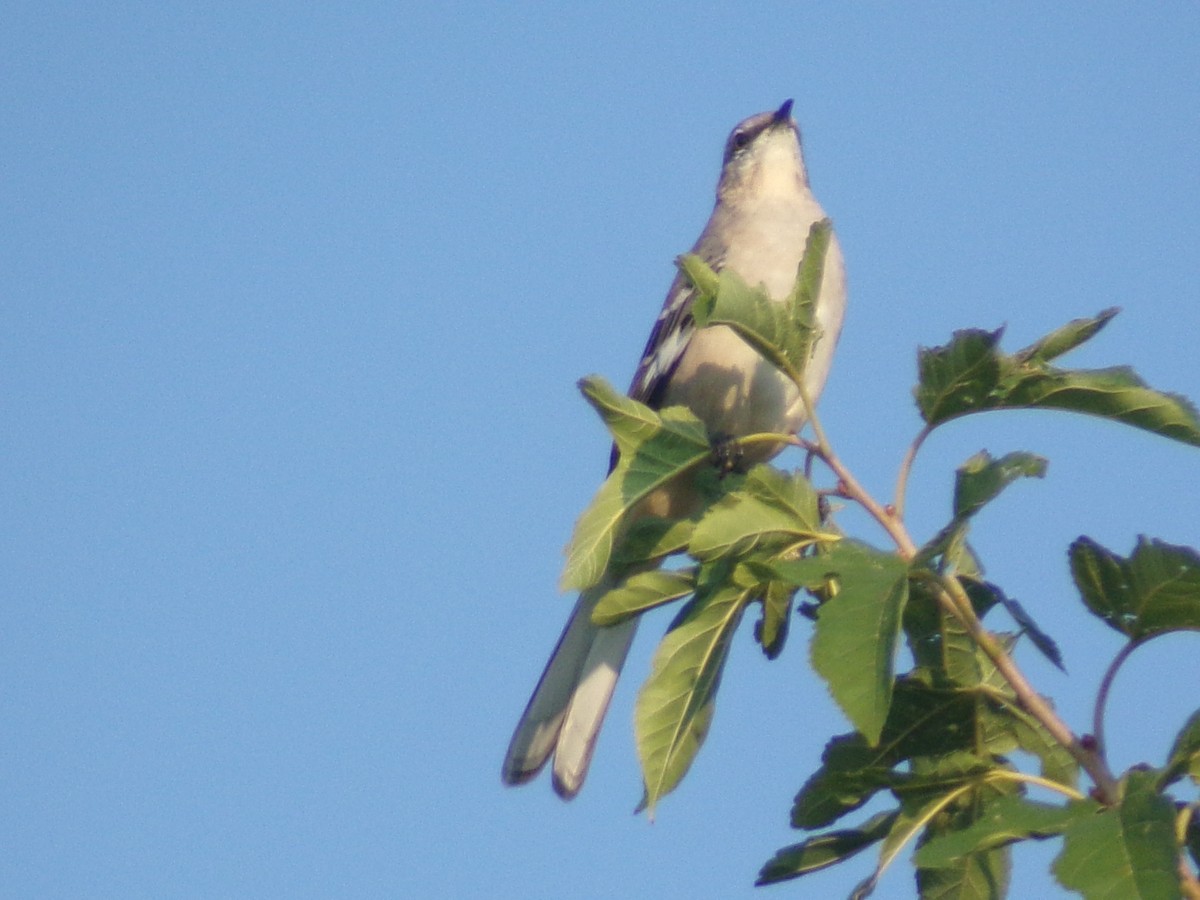 Northern Mockingbird - ML642068257