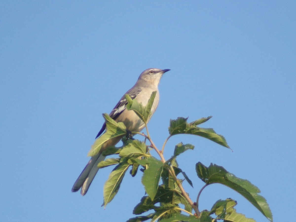 Northern Mockingbird - ML642068259