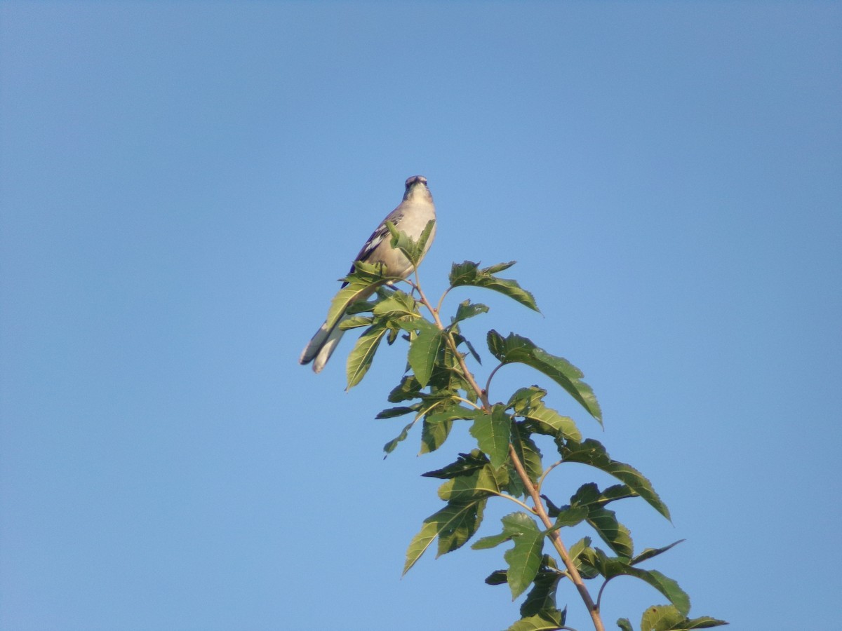 Northern Mockingbird - ML642068269