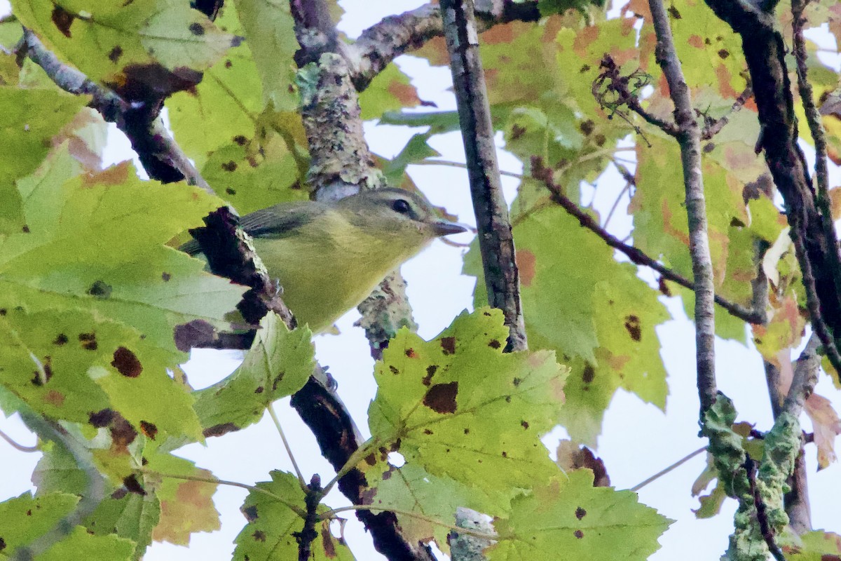 Philadelphia Vireo - ML642068271